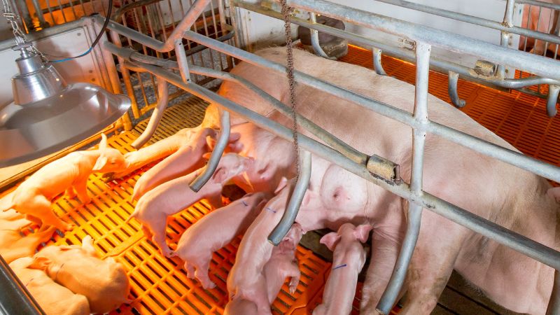 Giá heo hơi hôm nay 11/6 tại miền Trung, Tây Nguyên