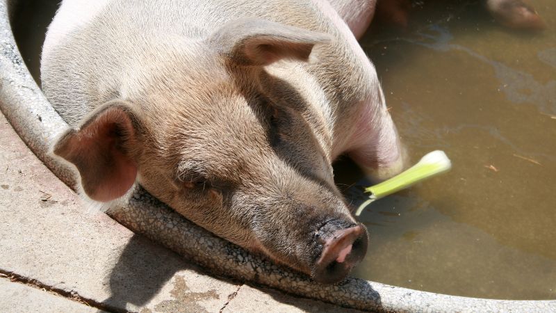  Giá heo hơi hôm nay 11/6 tại miền Nam