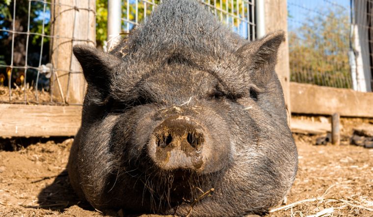 Giá heo hơi hôm nay 11/6/2022: Giảm nhẹ tại một số địa phương trên cả nước