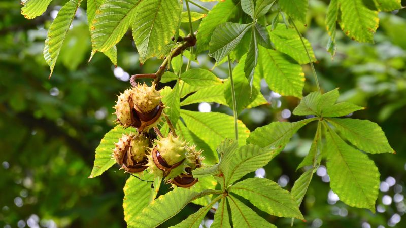 Hạt dẻ ngựa (Horse Chestnut) là gì? Lợi ích của hạt dẻ ngựa đối với sức khỏe