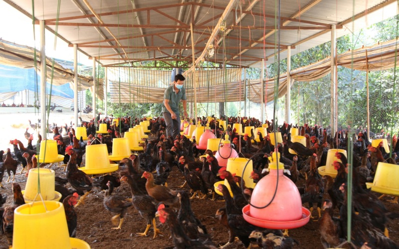 Giá gà hôm nay 13/06 Giá gà hôm nay 13/06