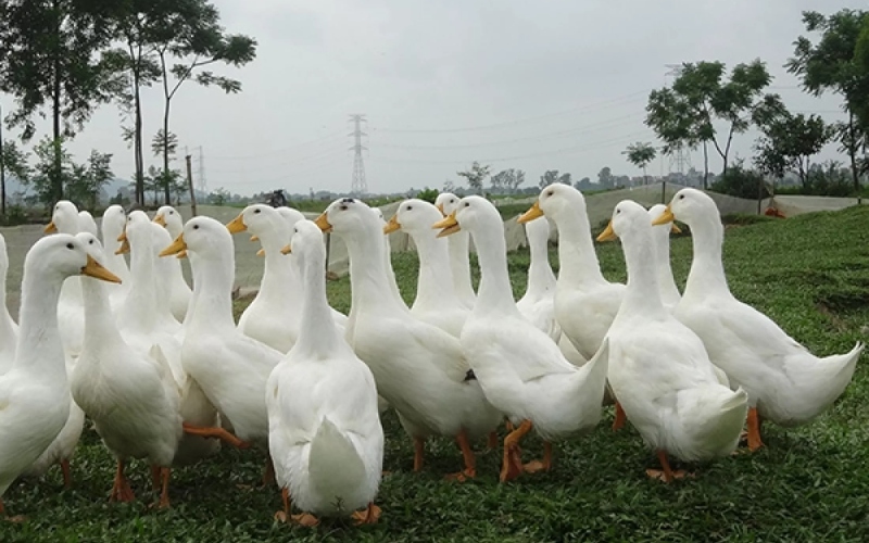 Giá vịt hôm nay 13/06 Giá vịt hôm nay 13/06