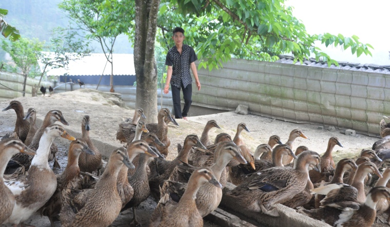 Giá gia cầm hôm nay 13/06/2022: Đầu tuần, giá bán bình ổn