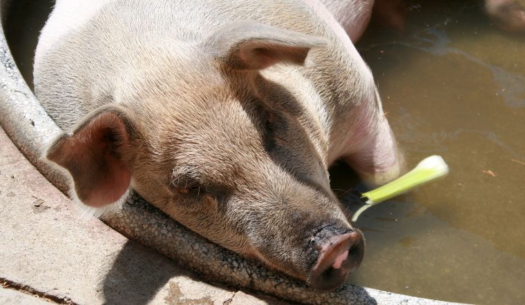 Giá heo hơi hôm nay 13/6/2022: Đồng loạt chững lại