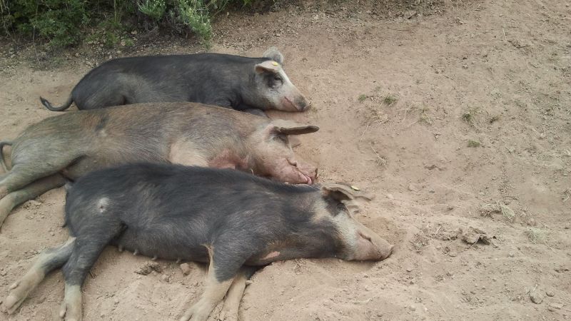 Giá heo hơi hôm nay 13/6 tại miền Nam Giá heo hơi hôm nay 13/6 tại miền Nam