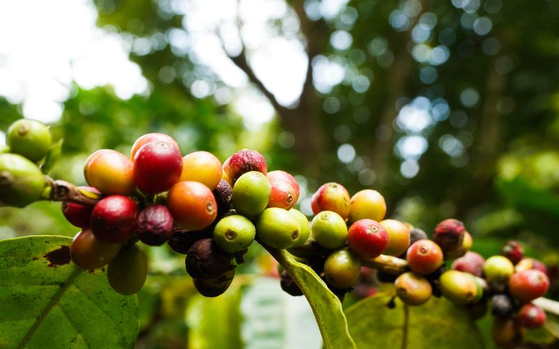 Giá cà phê trong nước hôm nay Giá cà phê trong nước hôm nay