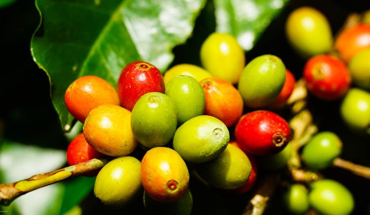 Giá cà phê hôm nay 13/6/2022: Giá cà phê trong nước tăng 100đ/kg