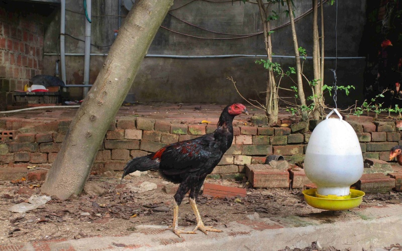 Giá gà hôm nay 14/06 Giá gà hôm nay 14/06