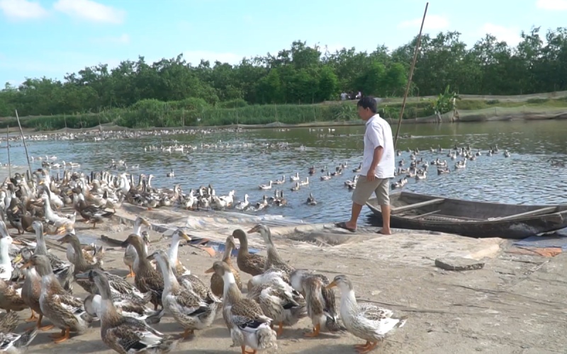 Giá vịt hôm nay 14/06 Giá vịt hôm nay 14/06