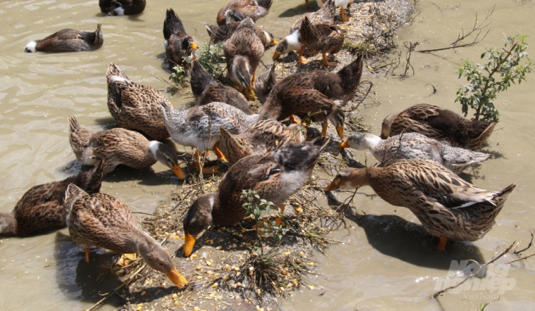 Giá gia cầm hôm nay 14/06/2022: Giá gà và giá vịt nhiều biến động