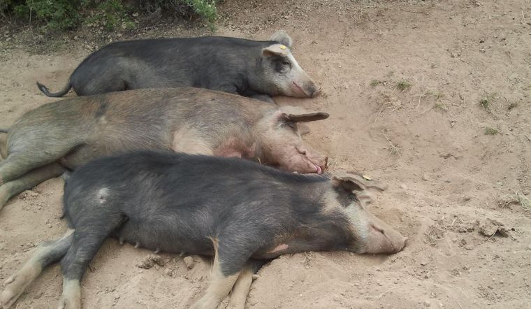 Giá heo hơi hôm nay 14/6/2022: Nhiều địa phương tăng giảm trái chiều