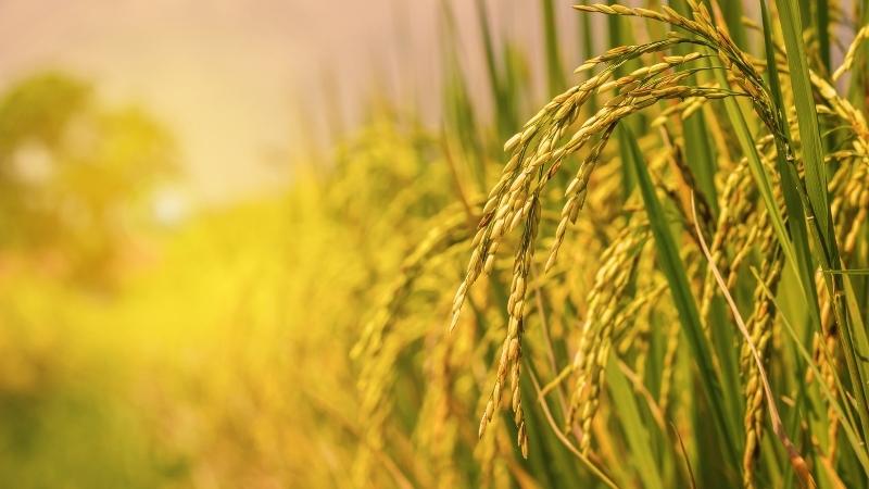  Giá lúa hôm nay 14/6