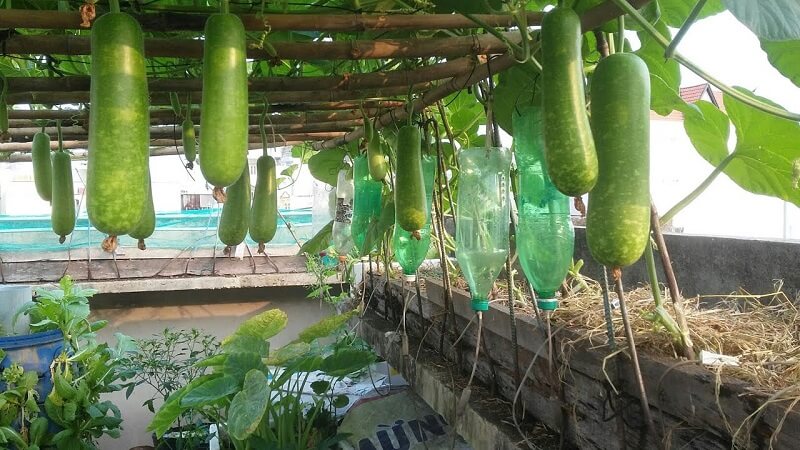 Nutritional value of star gourd