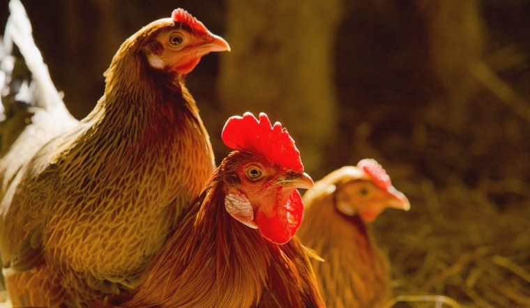 Giá gia cầm hôm nay 15/06/2022: Giá bán tạm giữ nguyên như hôm qua