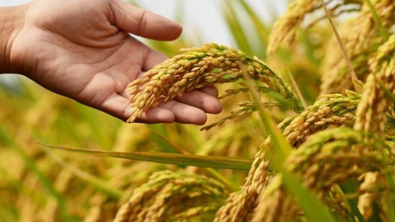  Giá lúa hôm nay 15/6