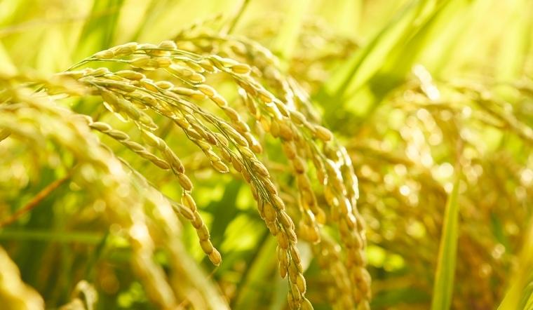 Giá lúa gạo hôm nay 15/6/2022: Lúa OM 5451 giảm 50 đồng/kg