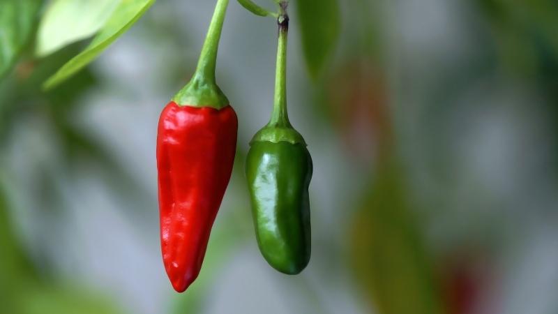 Giá ớt dao động từ 48.000 - 72.000 đồng/kg