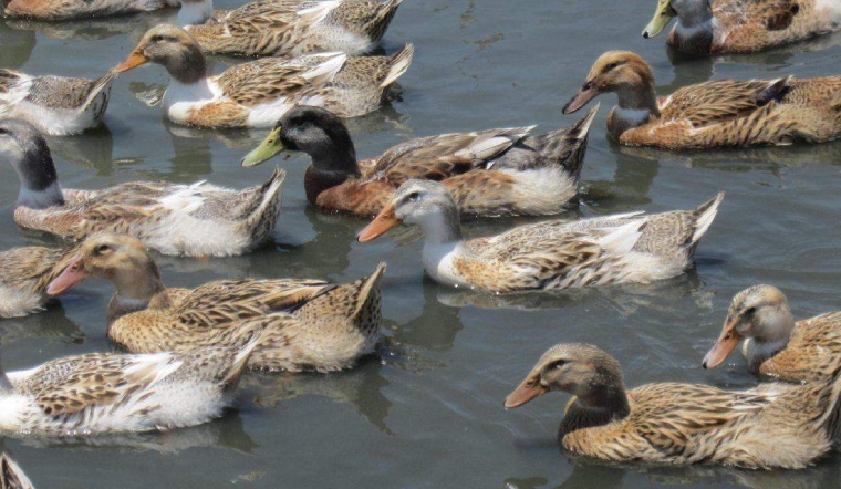 Giá gia cầm hôm nay 16/06/2022: Giá gà Mía và giá vịt có biến động