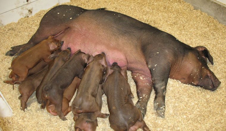 Giá heo hơi hôm nay 16/6/2022: Nhiều tỉnh miền Nam biến động