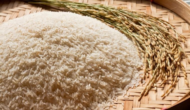 Giá lúa gạo hôm nay 16/6/2022: Giống lúa IR 50404 giảm 50 đồng/kg