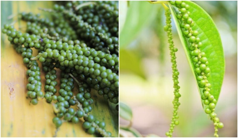 Giá tiêu hôm nay 17/6/2022: Ổn định, dao động 72.000-75.500 đồng/kg