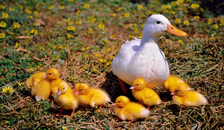 Giá gia cầm hôm nay 17/06/2022: Giá vịt Đồng Nai tăng 5.000 VNĐ/kg