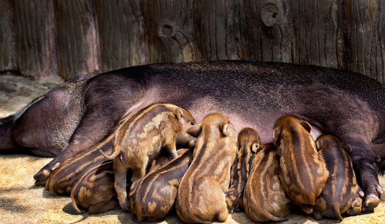 Giá heo hơi hôm nay 17/6/2022: Các tỉnh thành thuộc ba miền đều đứng yên