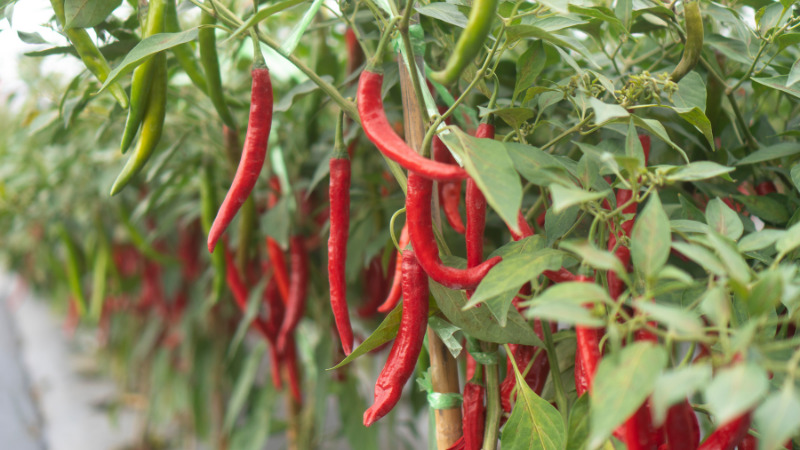 Giá ớt dao động từ 48.000 - 75.000 đồng/kg Giá ớt dao động từ 48.000 - 75.000 đồng/kg