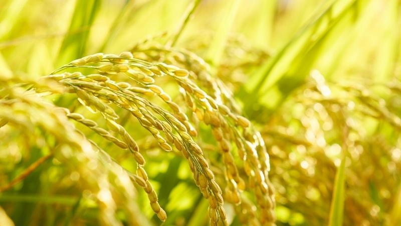  Giá lúa hôm nay 17/6