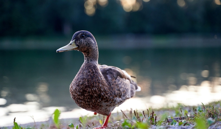 Giá gia cầm hôm nay 18/06/2022: Giá vịt đồng loạt tăng mạnh tại các địa phương