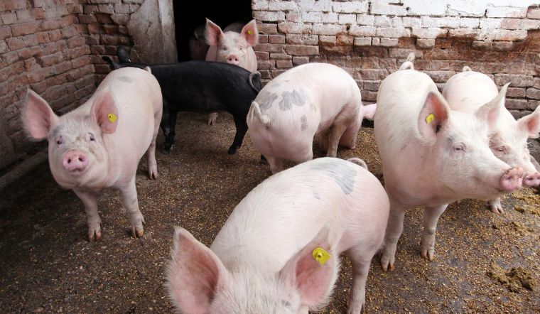 Giá heo hơi hôm nay 18/6/2022: Giảm mạnh từ 1.000 đồng/kg đến 4.000 đồng/kg