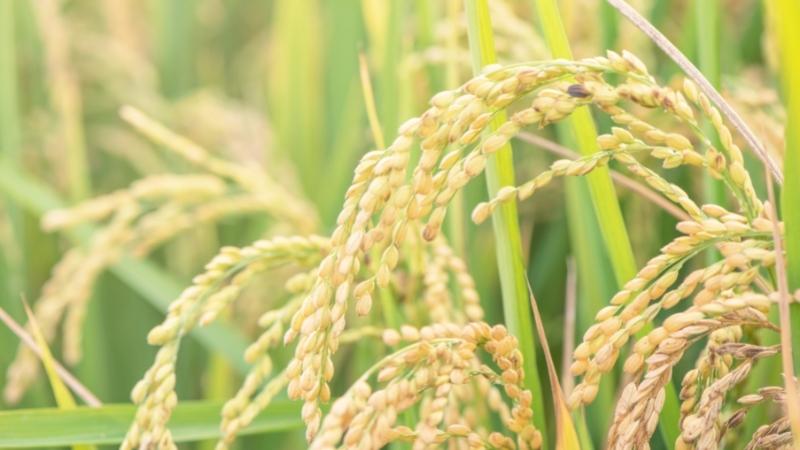 Giá lúa hôm nay 18/6 Giá lúa hôm nay 18/6