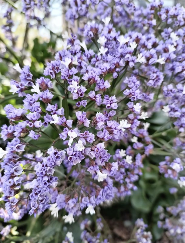 Ảnh chụp bằng camera macro trên Tecno Camon 19 Pro 5G