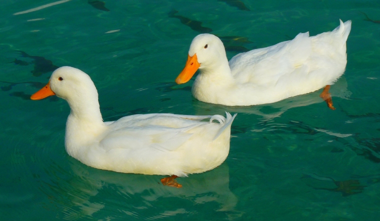 Giá gia cầm hôm nay 20/06/2022: Giá bán đi ngang ngày đầu tuần