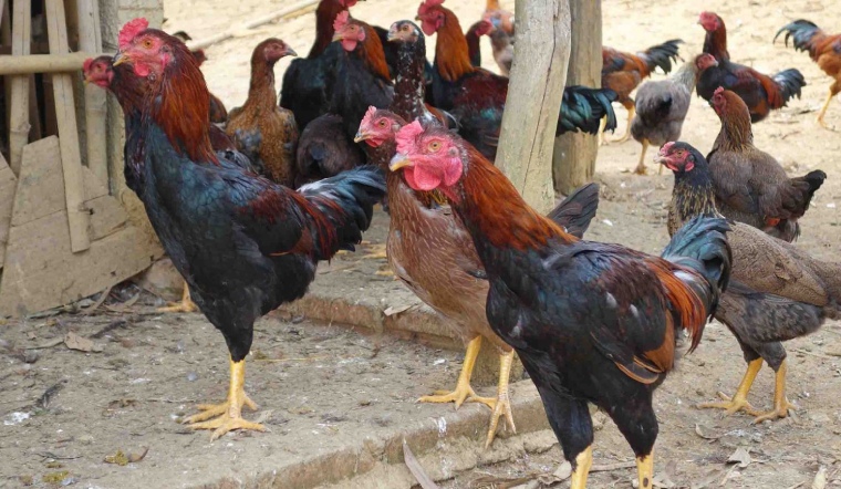 Giá gia cầm hôm nay 21/06/2022: Giá bán tiếp tục bình ổn