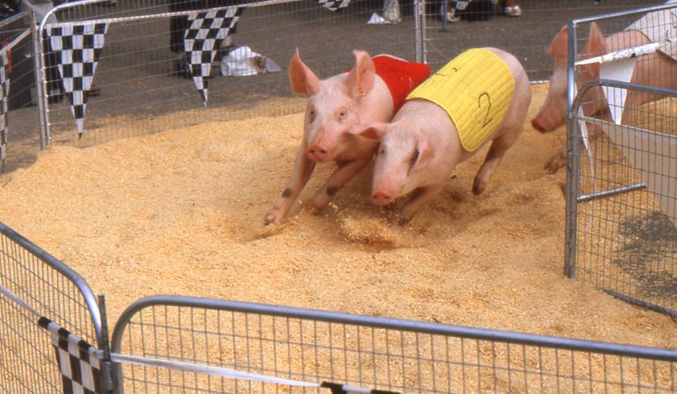 Giá heo hơi hôm nay 21/6/2022: Tiếp tục chững giá ở cả nước