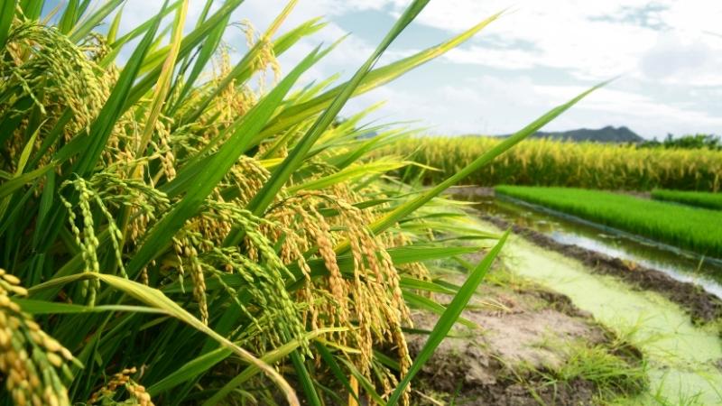 Giá lúa hôm nay 21/6