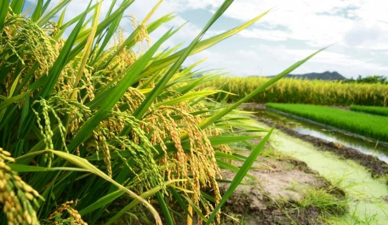 Giá lúa gạo hôm nay 21/6/2022: Duy trì giá ở mức ổn định