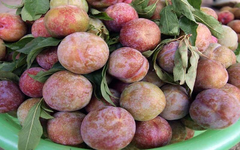 Mận Tam Hoa là loại trái cây đặc sản của Lào Cai