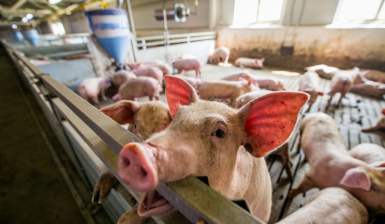 Giá heo hơi hôm nay 22/6/2022: Giảm rải rác ở miền Trung, Tây Nguyên và miền Nam