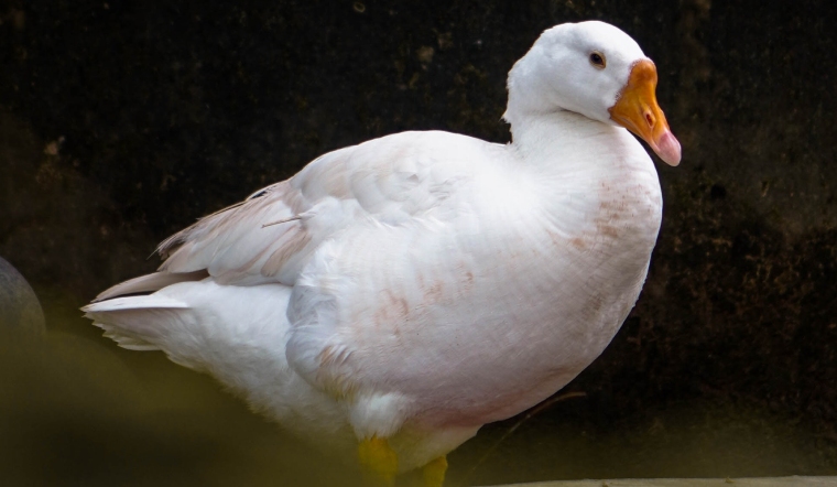 Giá gia cầm hôm nay 22/06/2022: Giá gà Minh Dư và giá vịt đồng loạt giảm