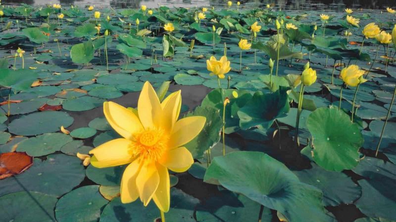Hoa sen vàng: Ý nghĩa và cách treo tranh hoa sen vàng đúng phong thủy