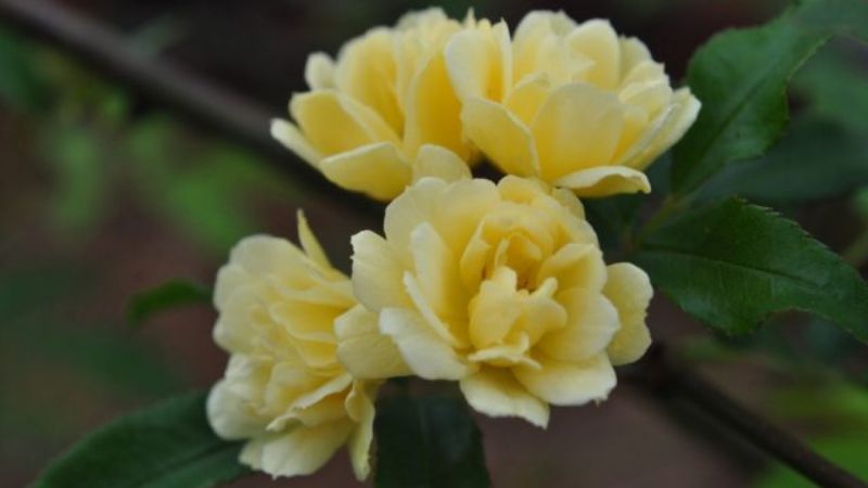 Hoa Rosa banksiae chùm nhỏ