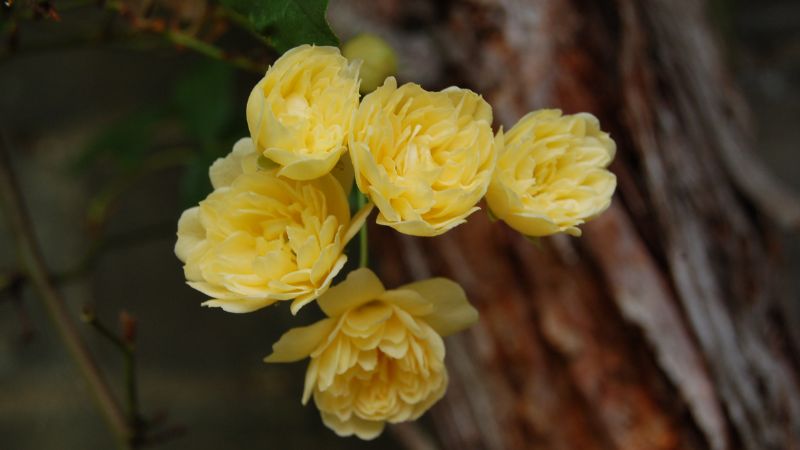 Cành hoa hồng rosa banksiae