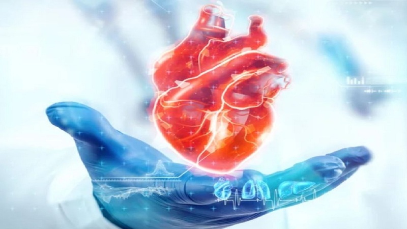 Phân tử lưu huỳnh trong tỏi có thể giúp bảo vệ cơ tim khỏi bị tổn thương và làm cho các mạch máu đàn hồi tốt hơn