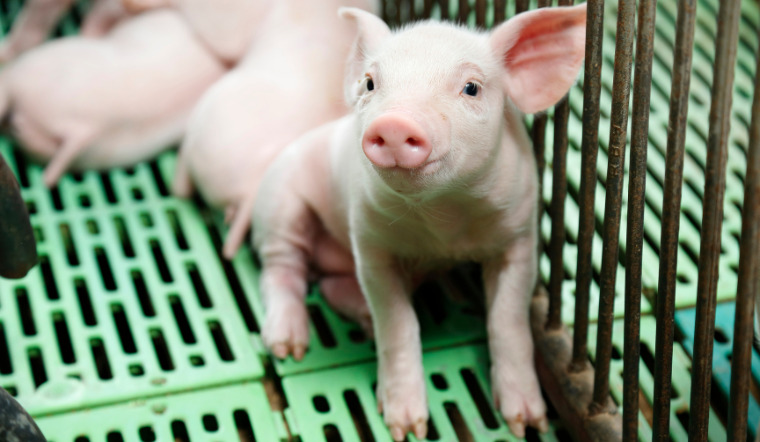 Giá heo hơi hôm nay 23/6/2022: Miền Nam có xu hướng tăng nhẹ