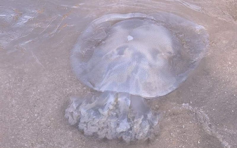 Chú ý những con sứa khi tắm biển