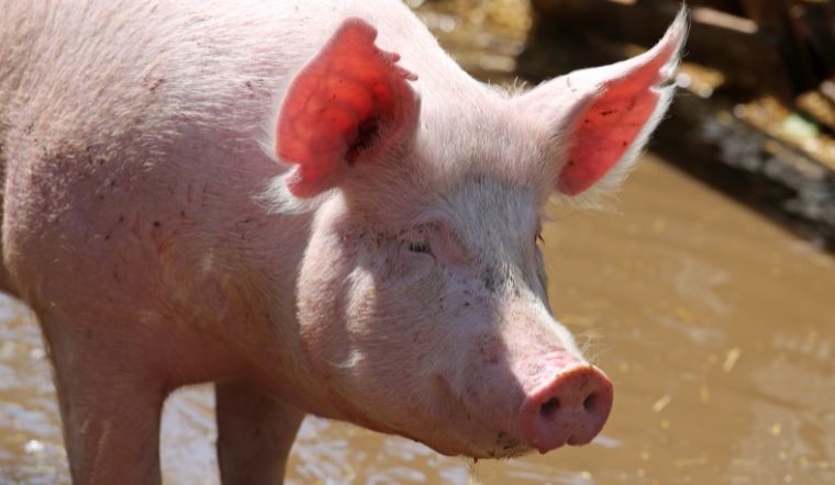 Giá heo hơi hôm nay 24/6/2022: Điều chỉnh trái chiều tại nhiều tỉnh thành