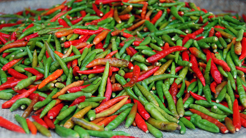 Giá ớt dao động từ 40.000 - 63.000 đồng/kg Giá ớt dao động từ 40.000 - 63.000 đồng/kg