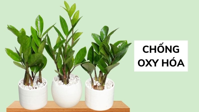 Chống oxy hóa là một trong những lợi ích của cây kim tiền